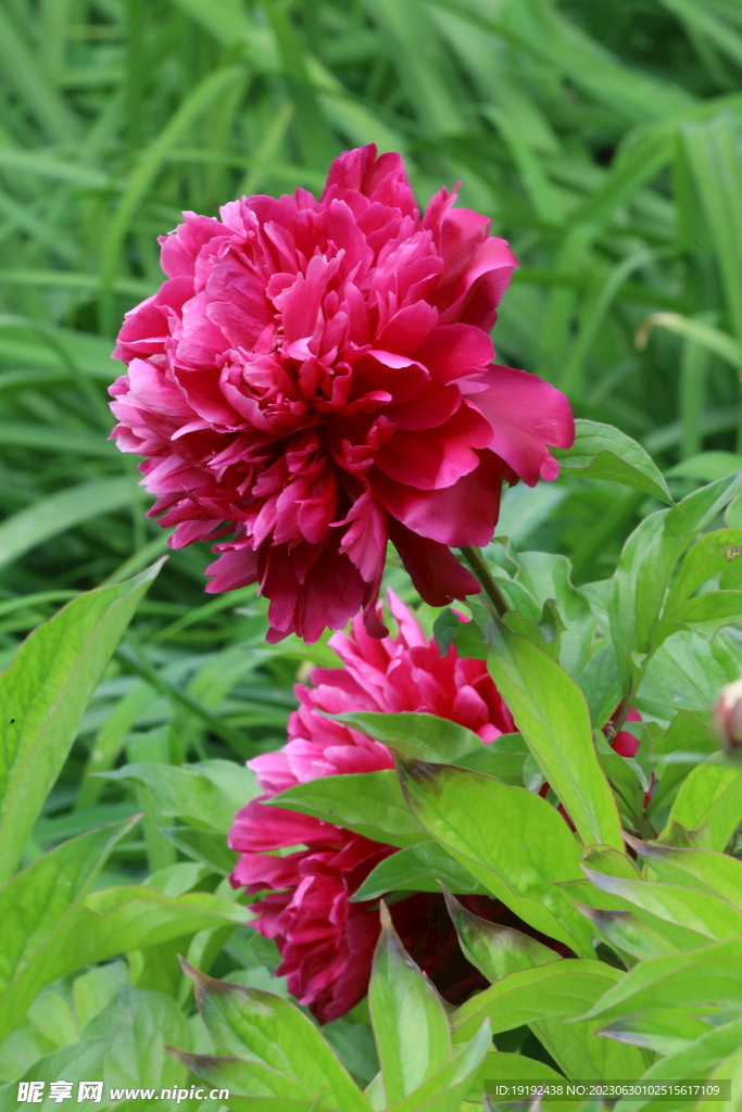 芍药花  