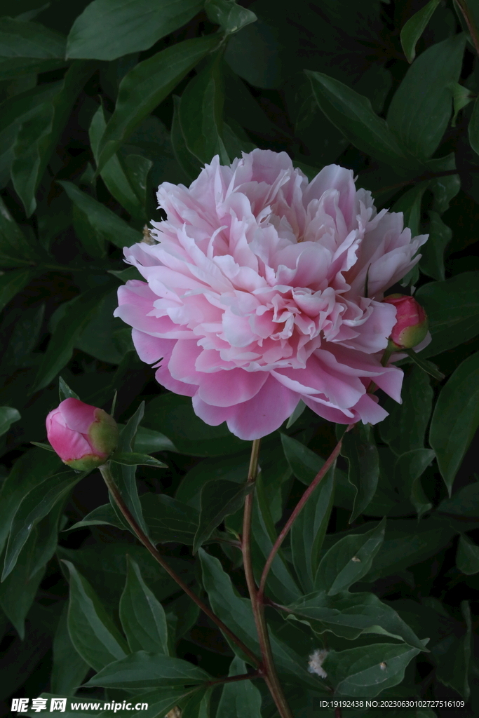 芍药花