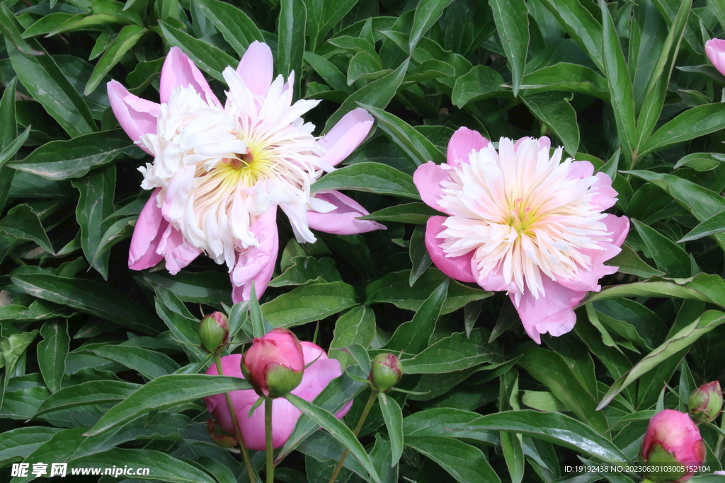 芍药花 