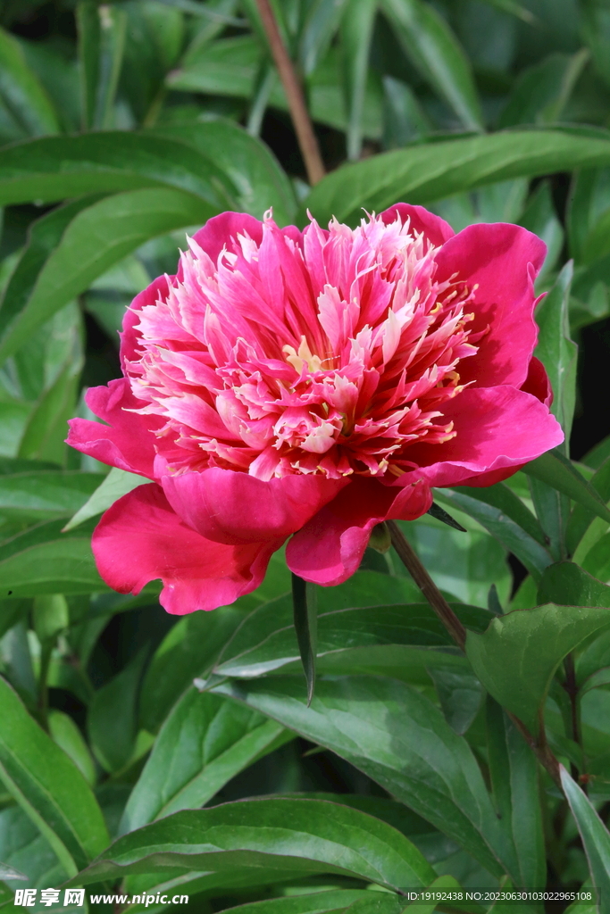 芍药花 