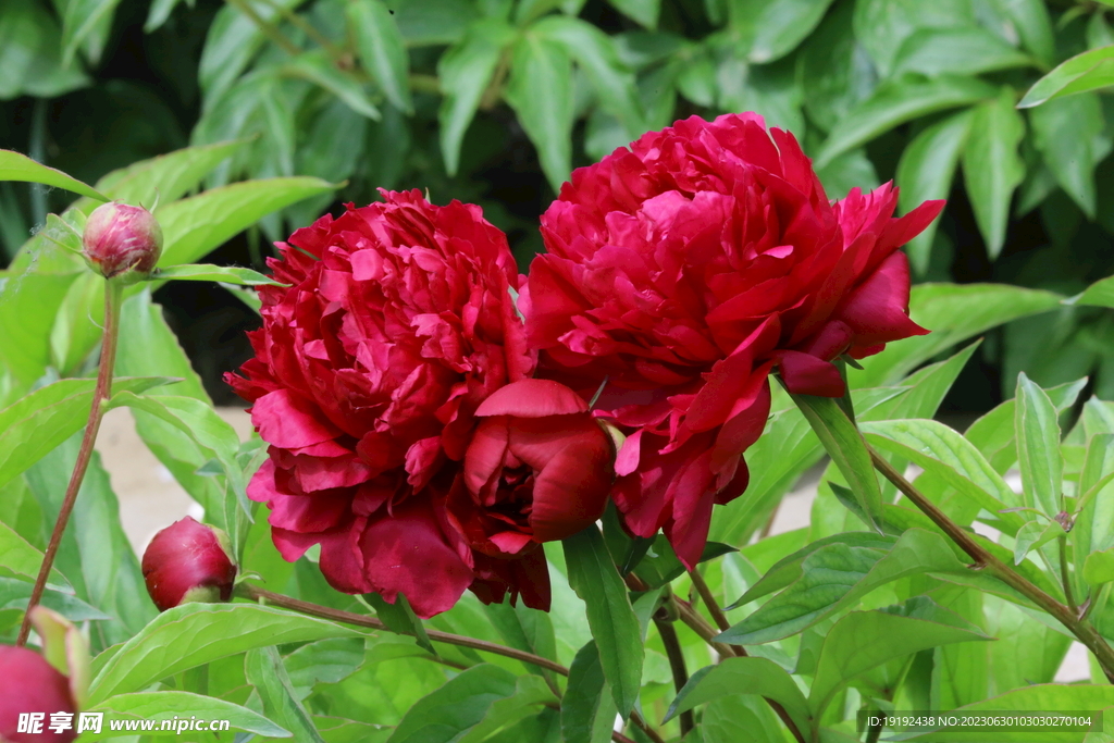 芍药花  