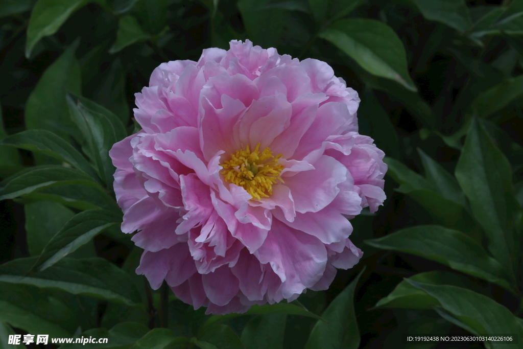 芍药花 