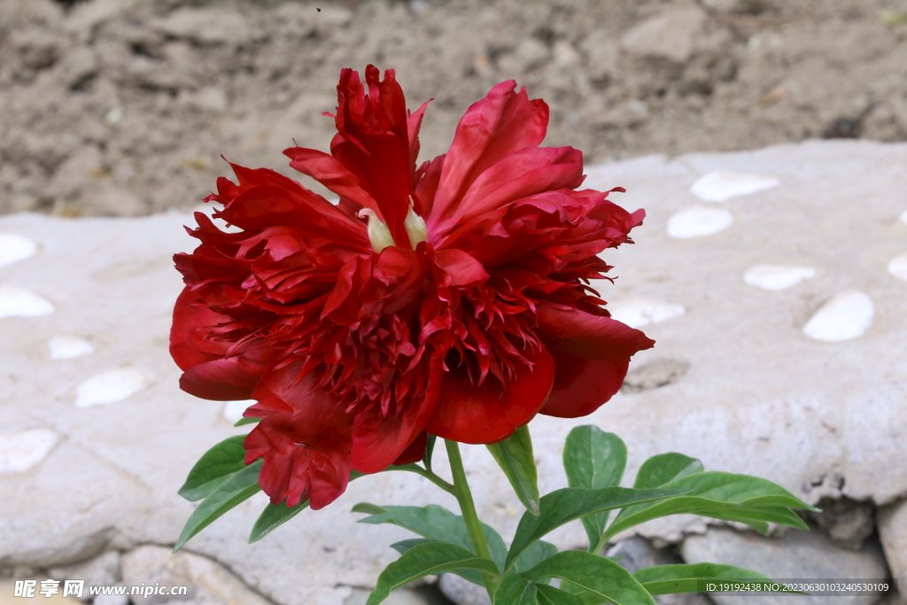 芍药花 