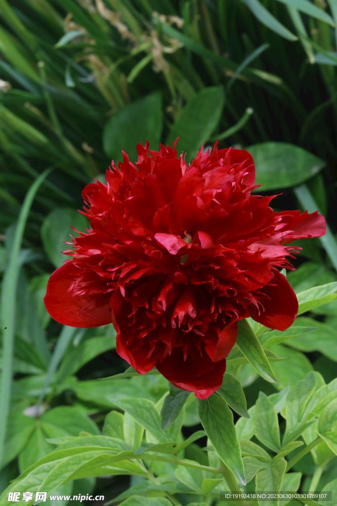芍药花 