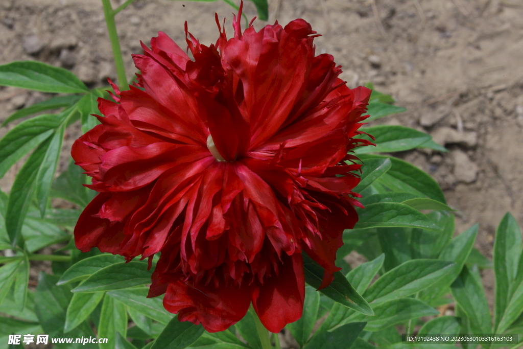 芍药花 