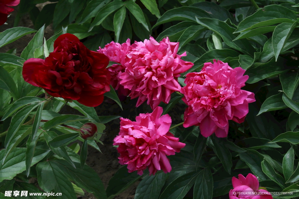 芍药花