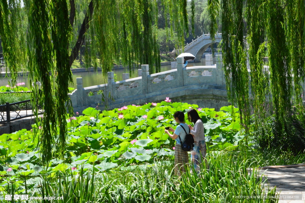 荷花荷叶