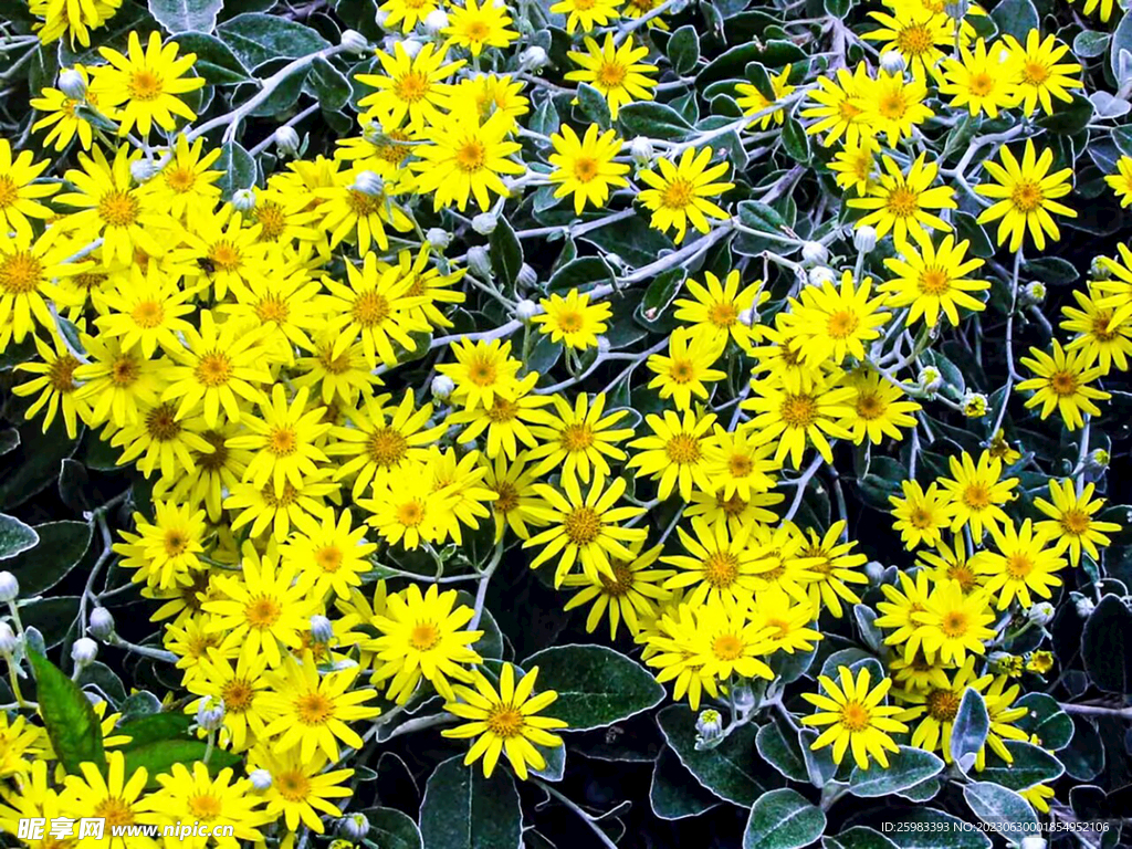 雏菊