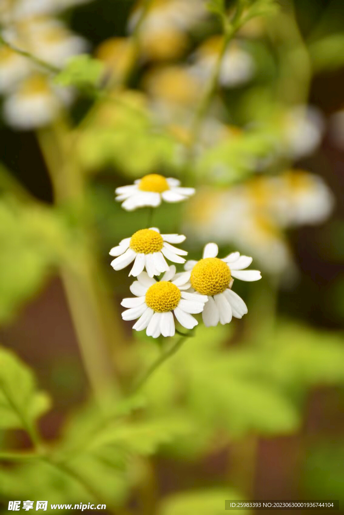 雏菊