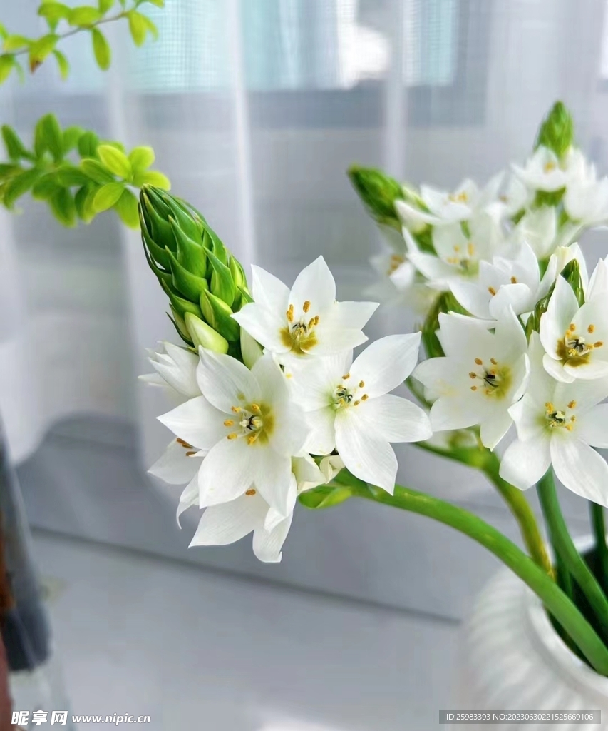 水培鲜花
