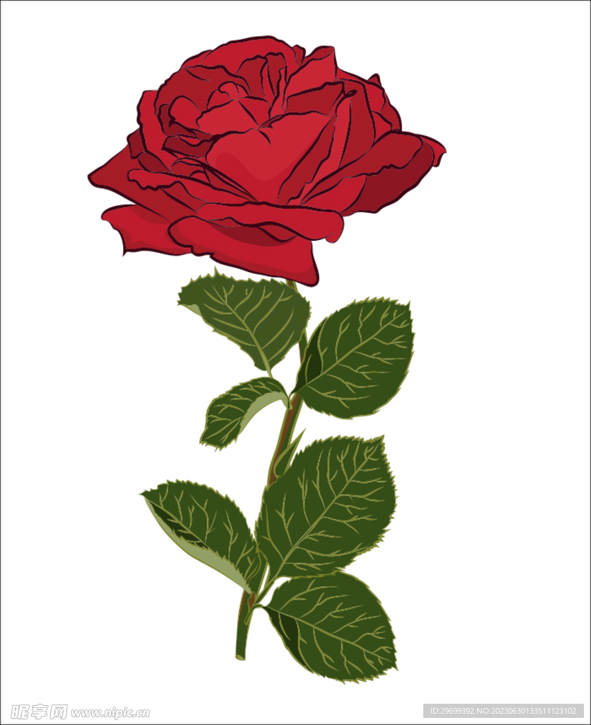 玫瑰花