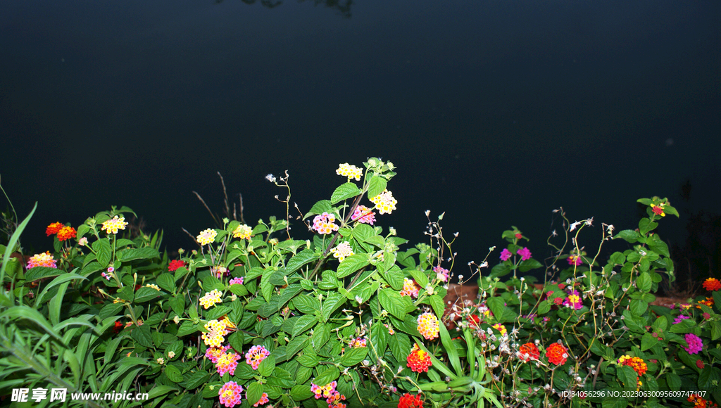 夜中野花