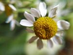 小菊花