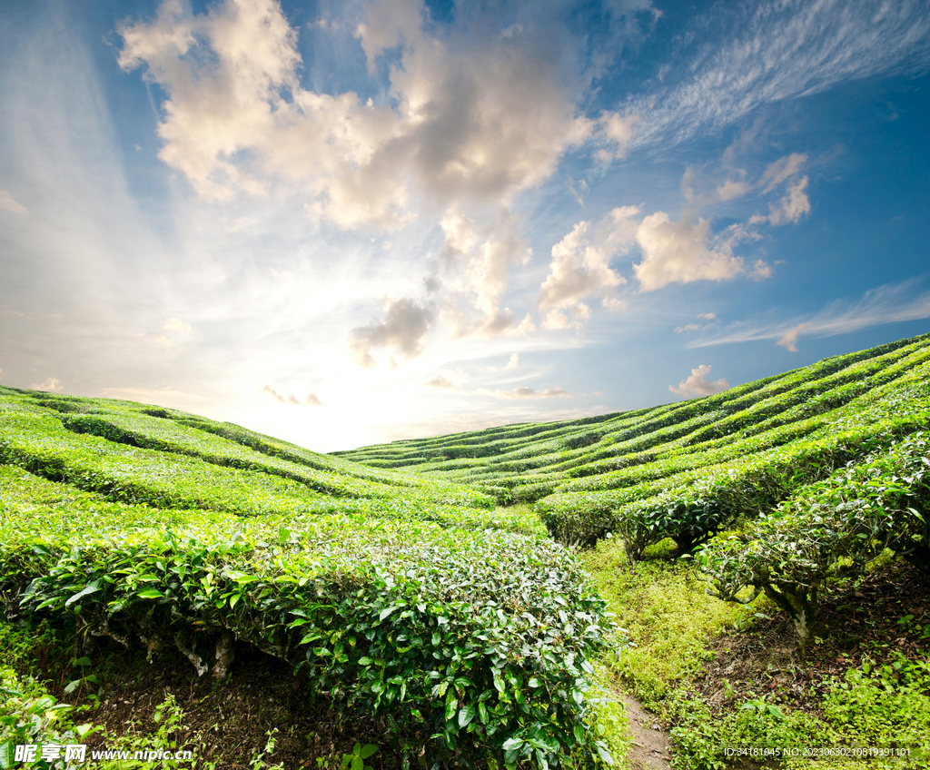 茶山