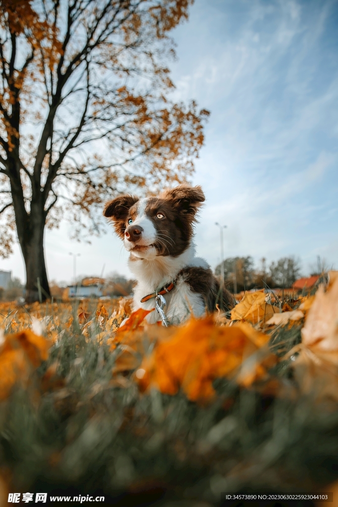 草地牧羊犬