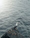 海鸥