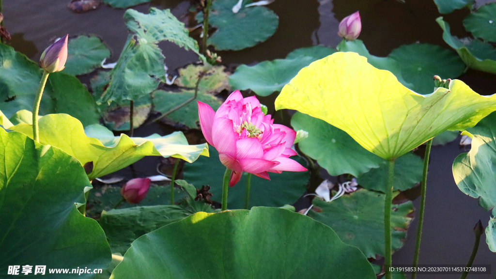 荷花 