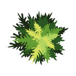 绿色植物 