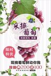 葡萄