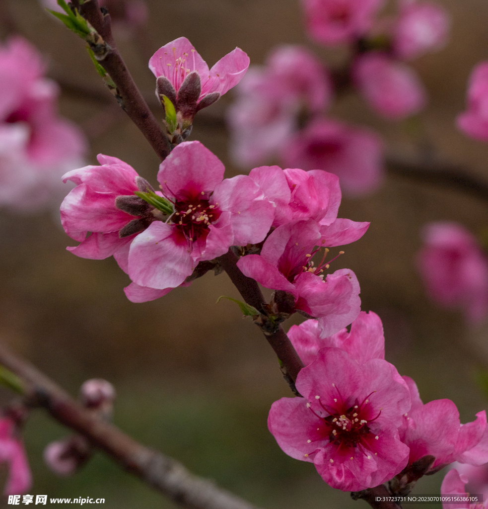 桃花