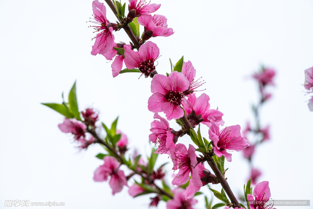 桃花