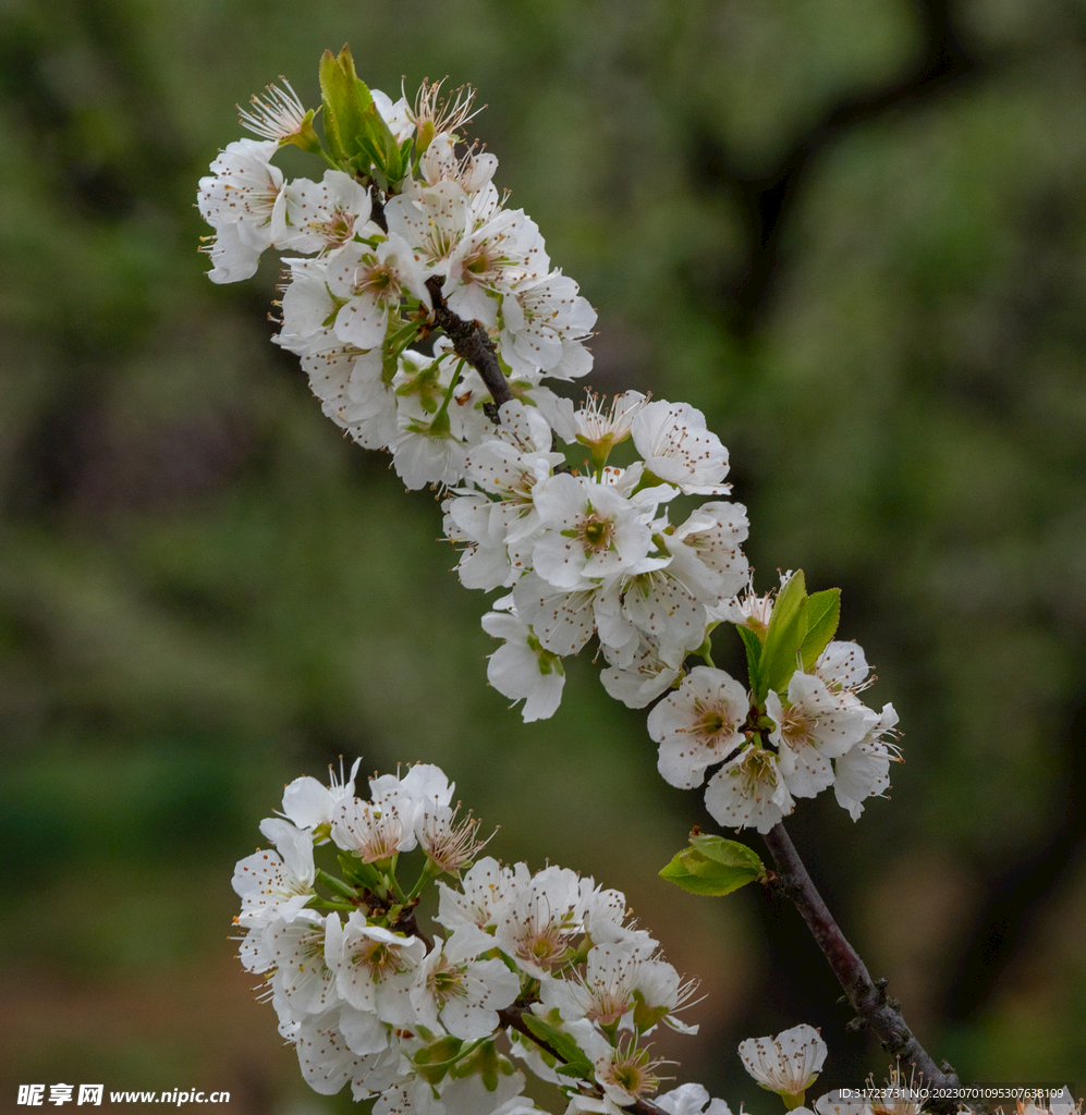 桃花