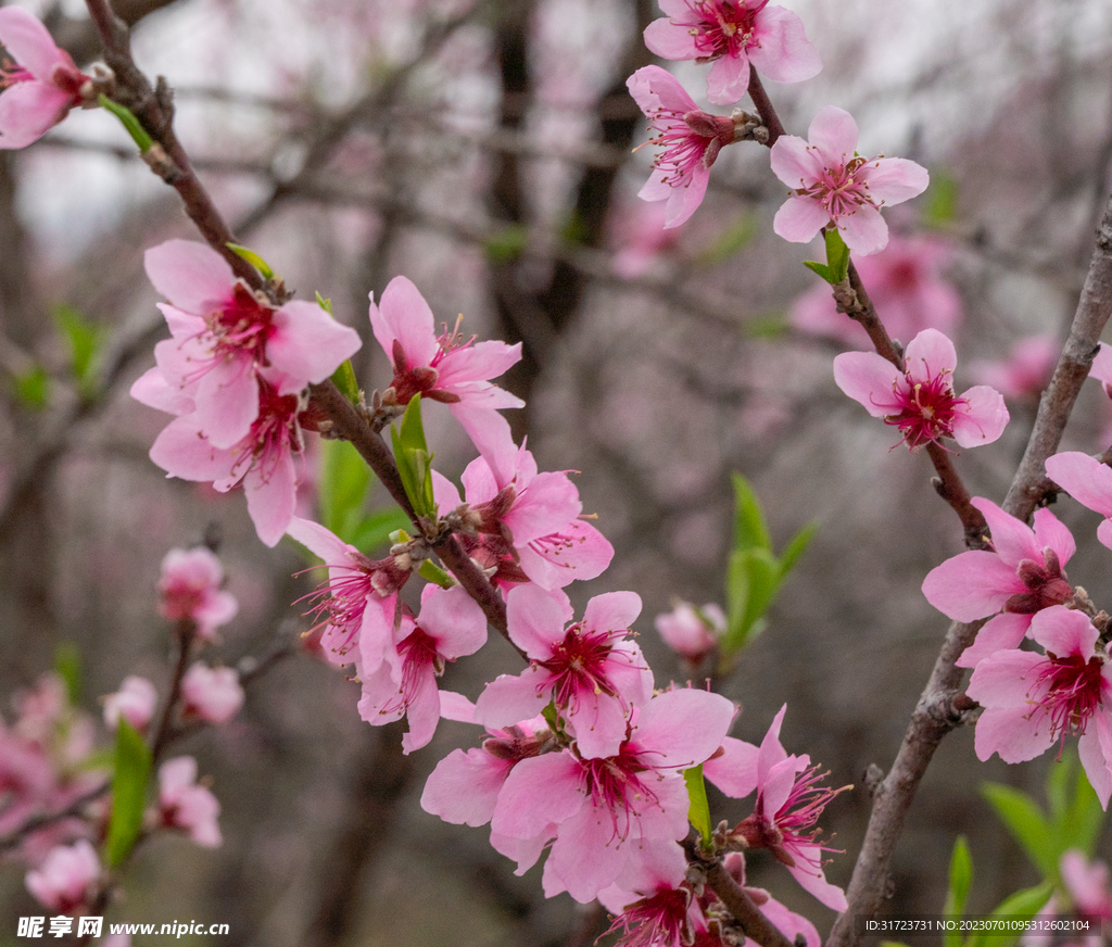 桃花