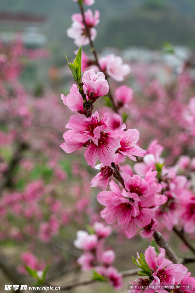 桃花