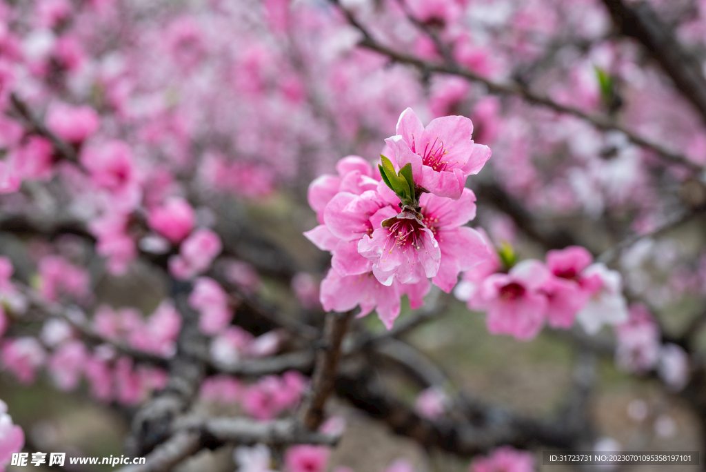 桃花