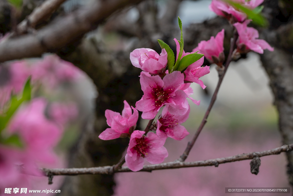 桃花 