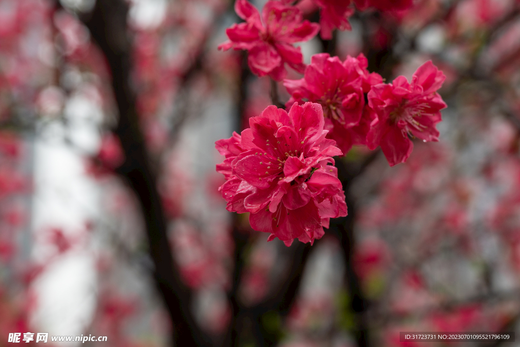 桃花