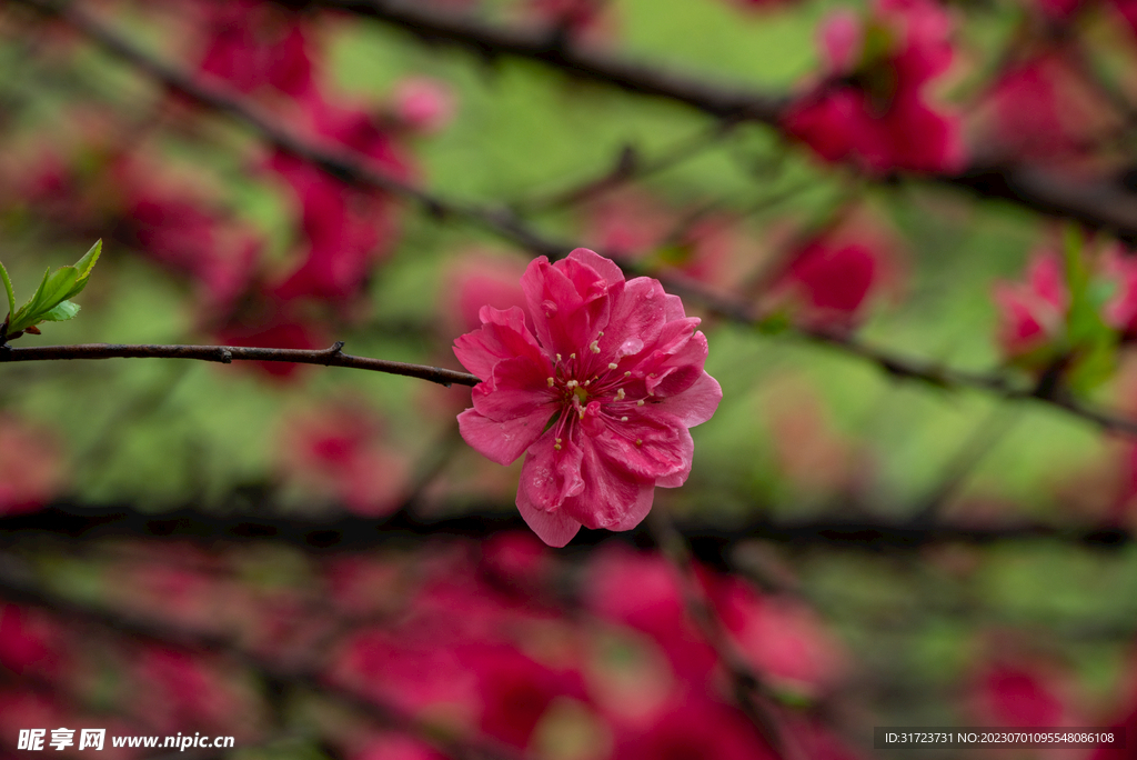 桃花