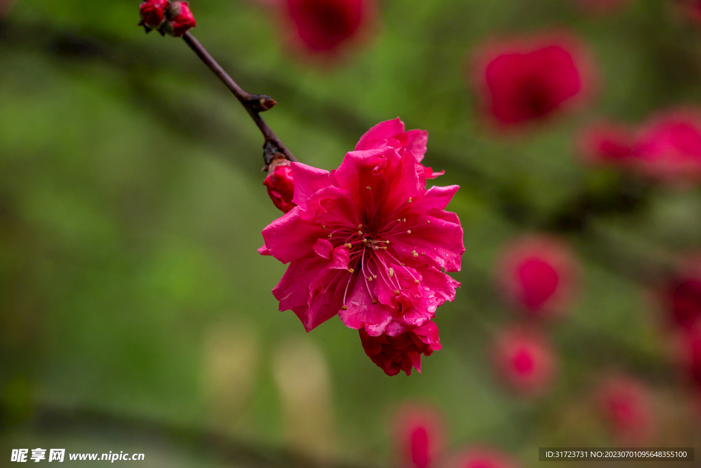 桃花