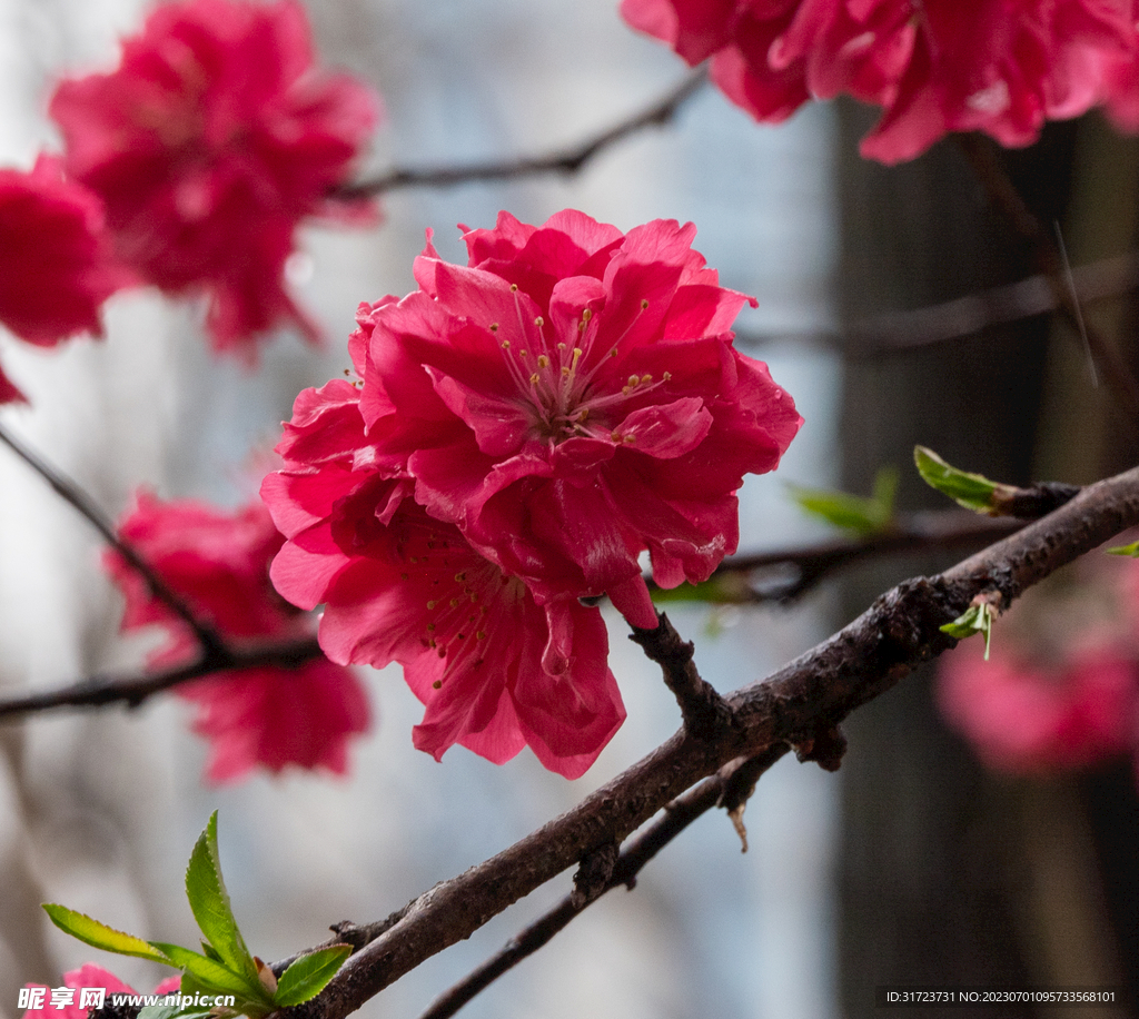 桃花