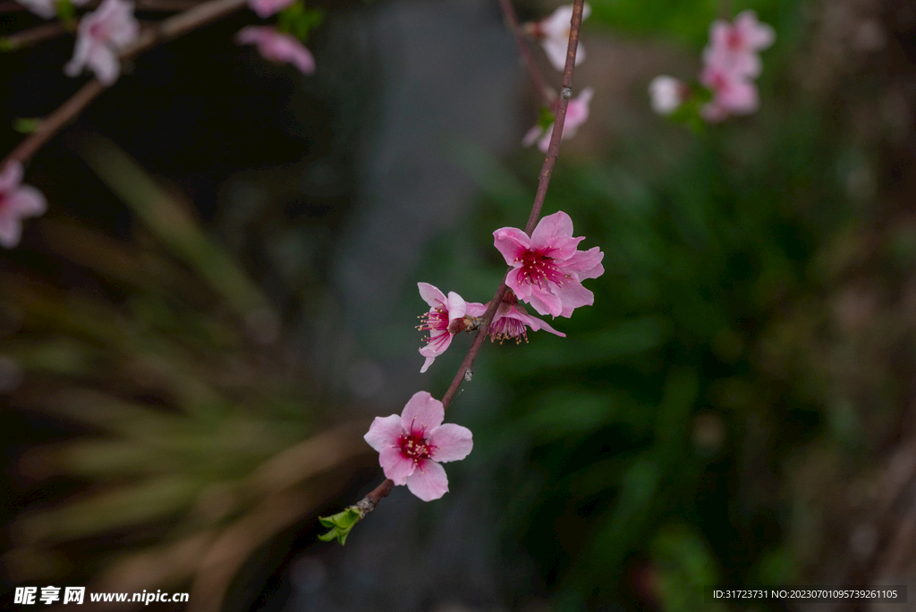 桃花
