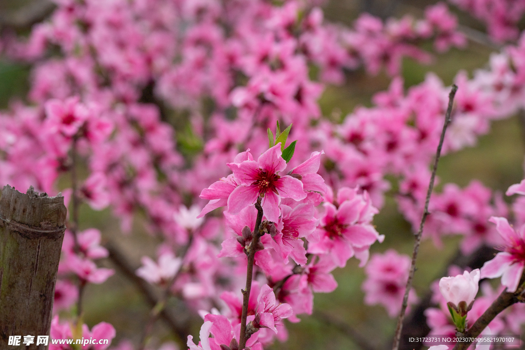 桃花