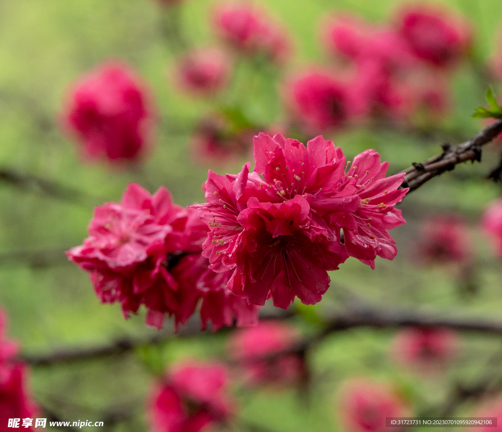 桃花