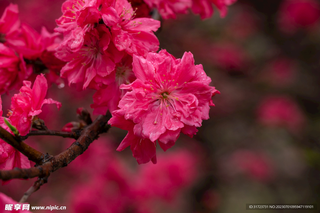 桃花