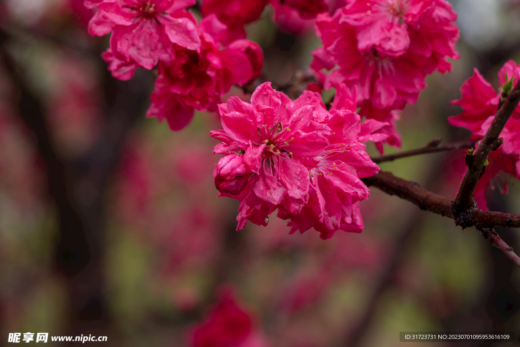 桃花