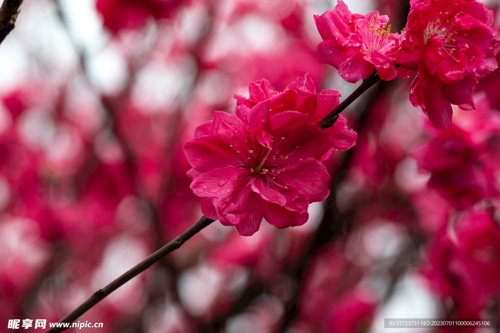 桃花