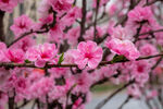 桃花 
