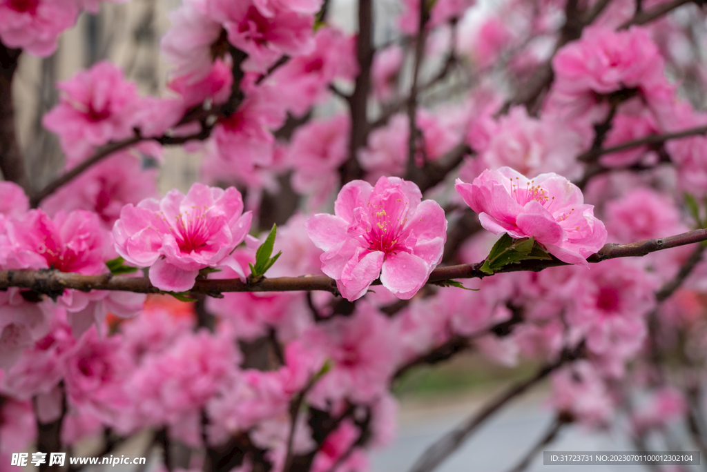 桃花 