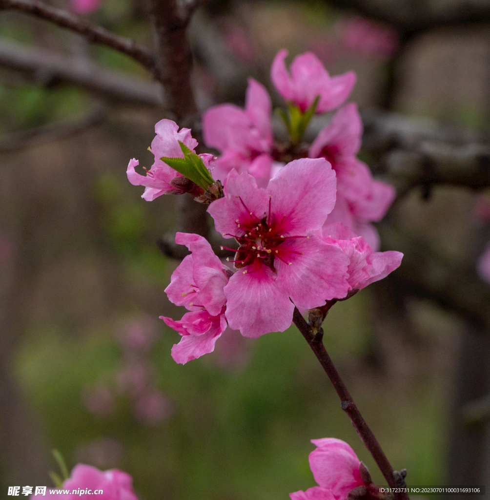 桃花