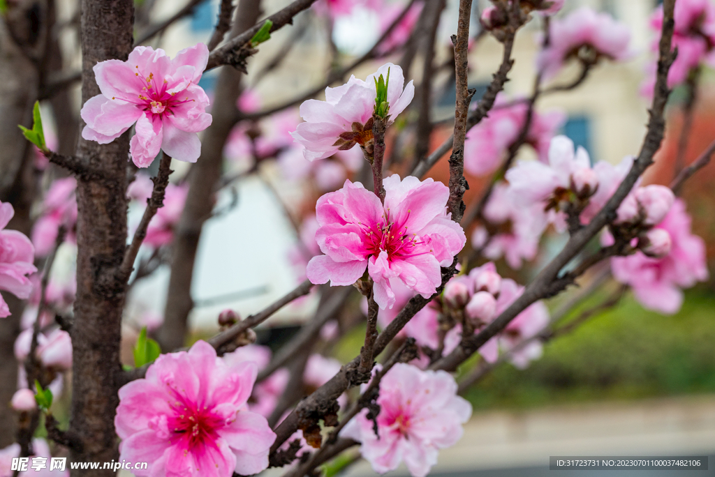 桃花