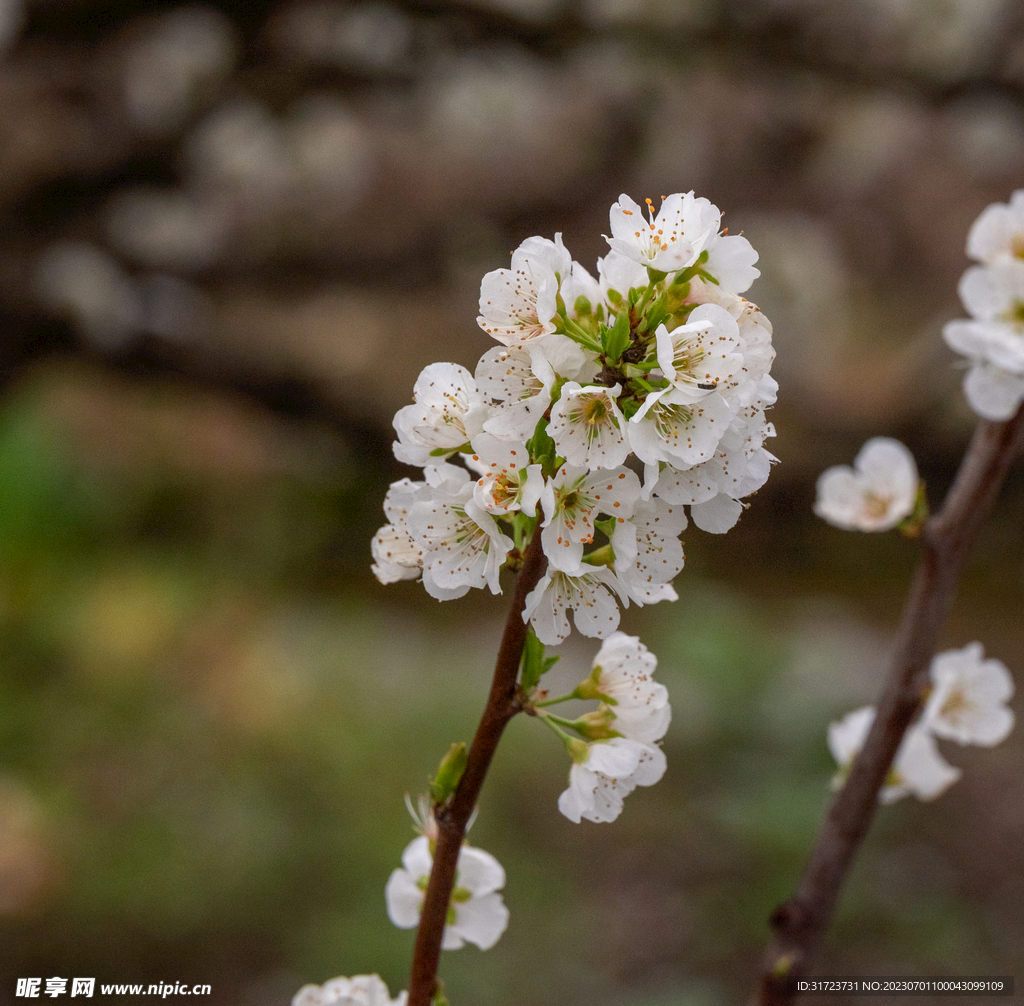 桃花 