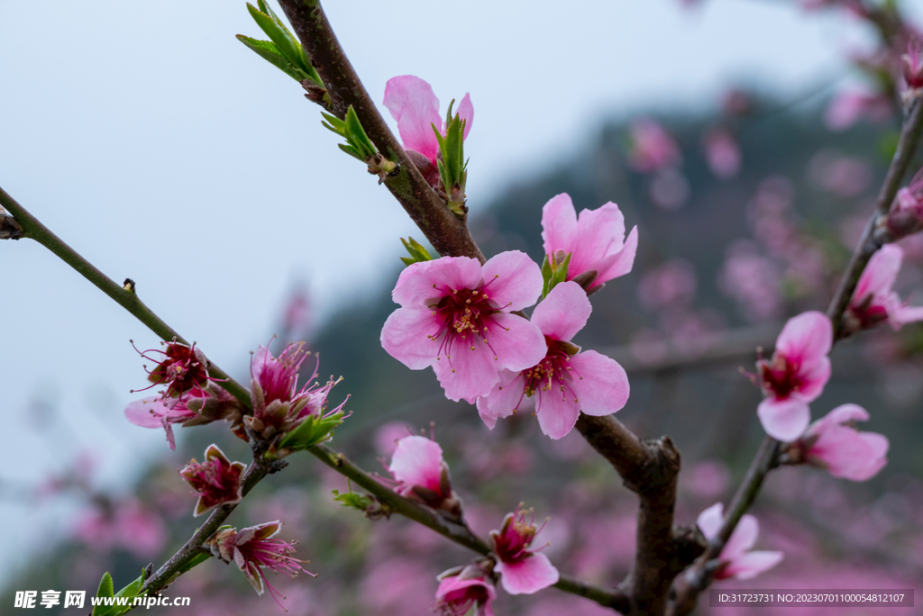 桃花