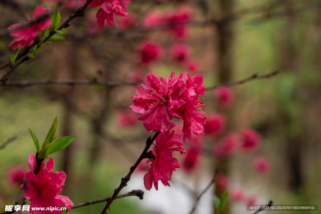 桃花