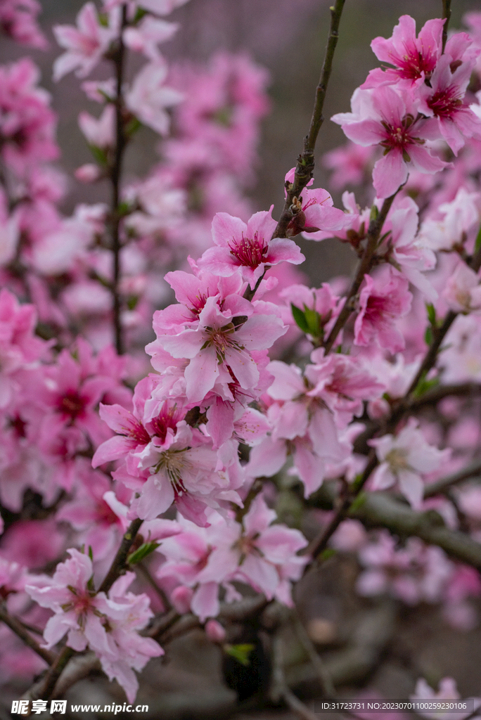 桃花