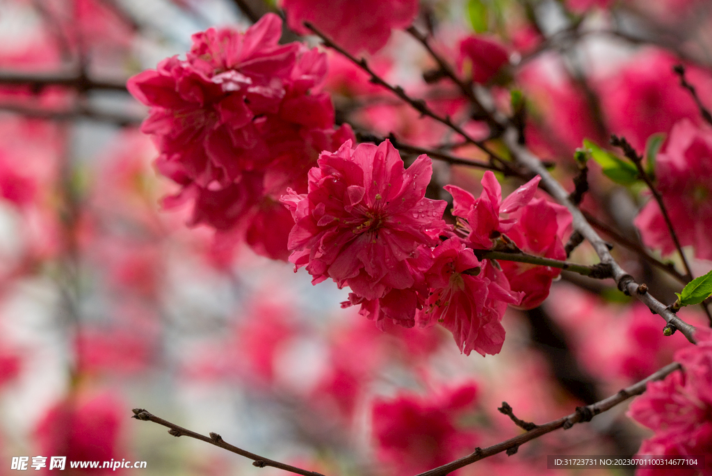 桃花