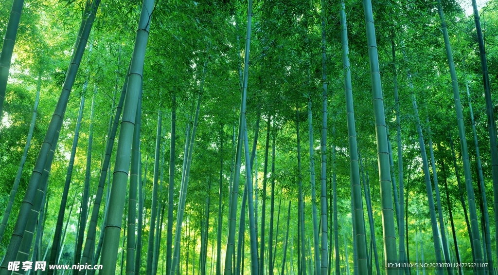 竹林